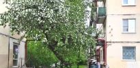 Курсанты привели в порядок яблоню мариниста Валентина Пикуля
