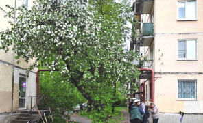 Курсанты привели в порядок яблоню мариниста Валентина Пикуля