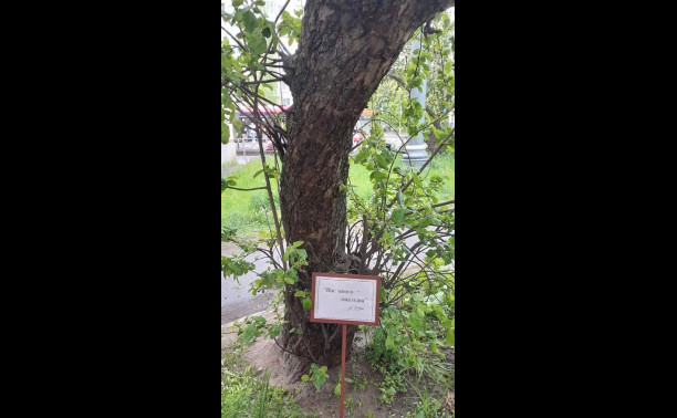 Курсанты привели в порядок яблоню мариниста Валентина Пикуля