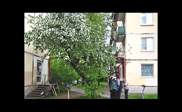 Курсанты привели в порядок яблоню мариниста Валентина Пикуля